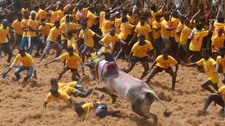 Jallikattu Event Pic by ‘The Hindu’