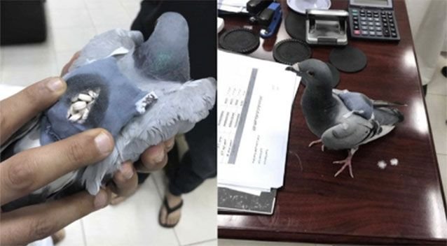 Drugs found with pigeon