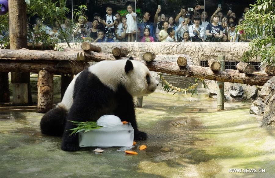 A panda sits with Ice cube in beijing Zoo Pic July 12 2017