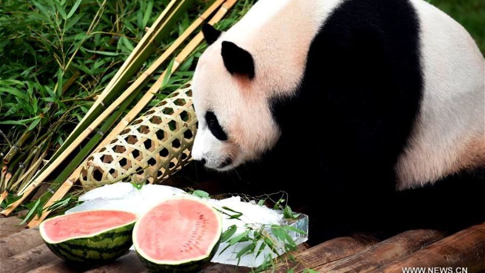 Le Bao eats its birthday food at zoo of Everland in the city of Yongin, South Korea, on 12 July 2017