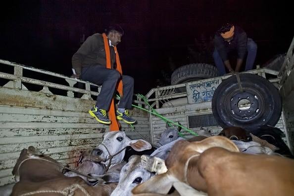 Members of a Cow Protection group trying to take cows from the back of a truck 08 Nov 2015, Ramgarh, Rajasthan, India Pic GettyPic Getty Images