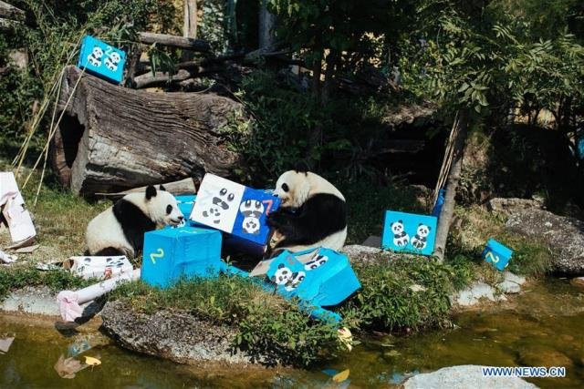 Twin Giant Pandas Celebrate Second Birthday in Austria